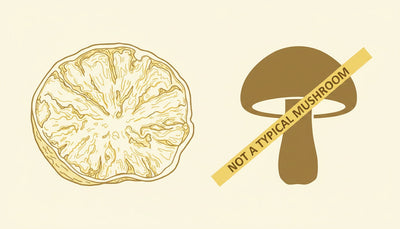 Poria Isn't a Mushroom - So Why Is It in Your Mushroom Blend?