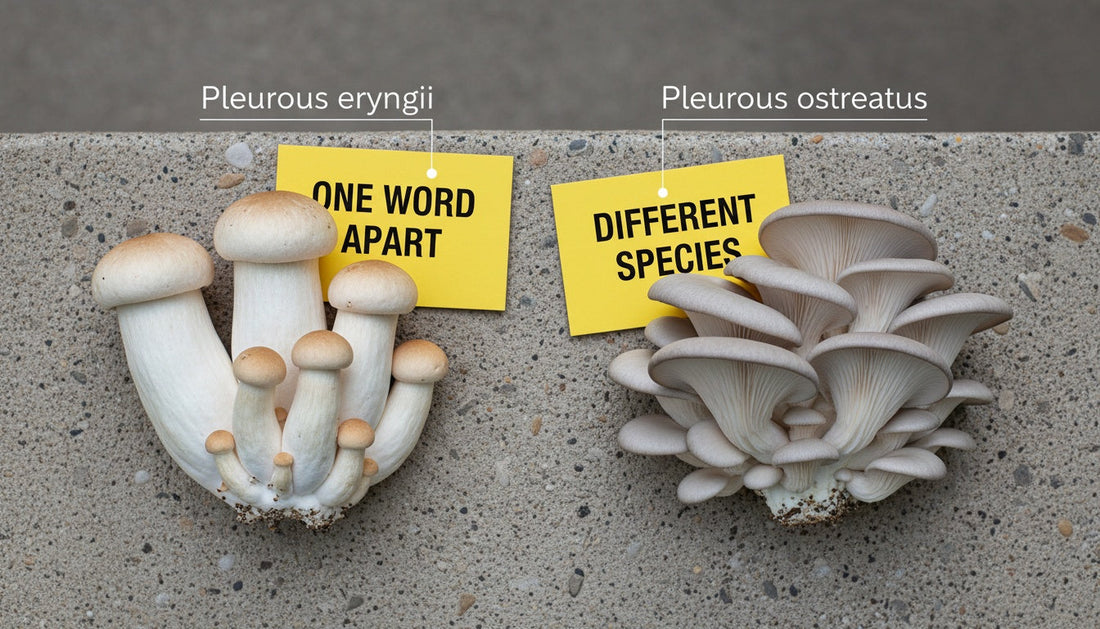 King Oyster vs. Oyster Mushroom — One Word Apart, Completely Different