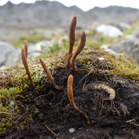 Cordyceps