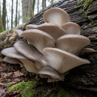 Phoenix Oyster
