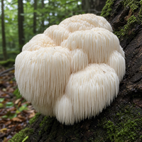 Lion's Mane