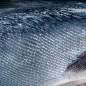 Hydrolyzed Fish Collagen Peptide