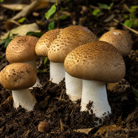 Agaricus blazei