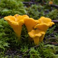 Chanterelle
