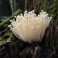Enoki