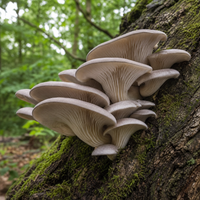 Oyster mushroom