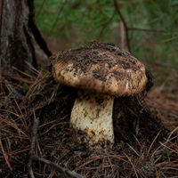 Matsutake