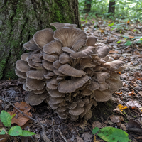 Maitake