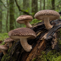 Shiitake
