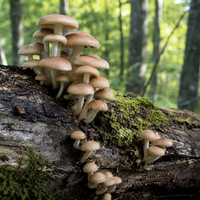 Agrocybe aegerita