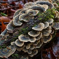 Turkey Tail